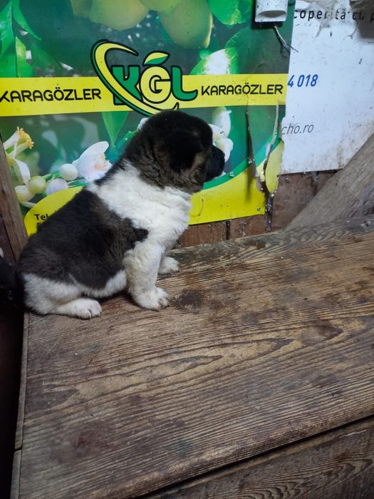 Vand catei Akita American