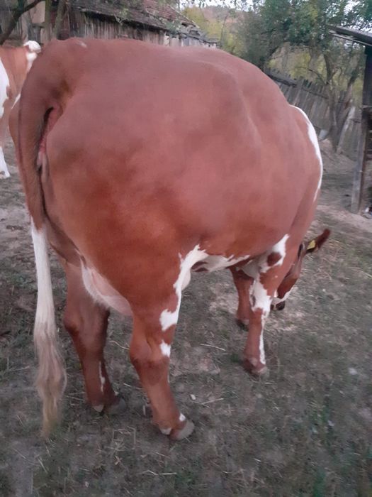 Vând viței și vacă