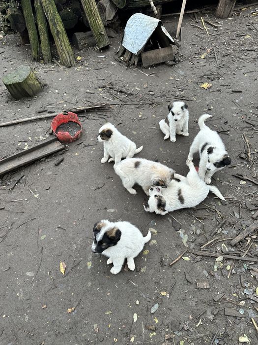 Donez 6 catei Ciobanesc Carpatin in varsta de 2 luni, mananca orice,