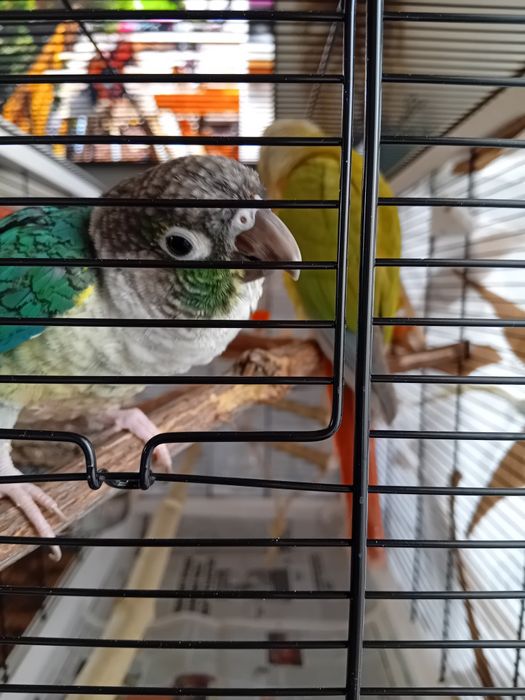 Две  пирури с клетка