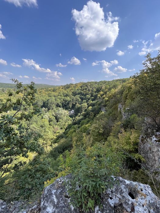 Мед-реколта 2025г.- букет- липа, акация и горски билки- /Пчелен прашец