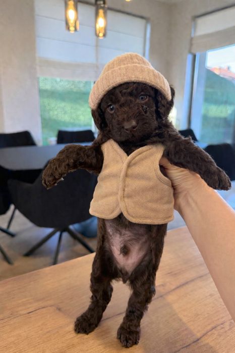 Poodle mini/Пудел мини