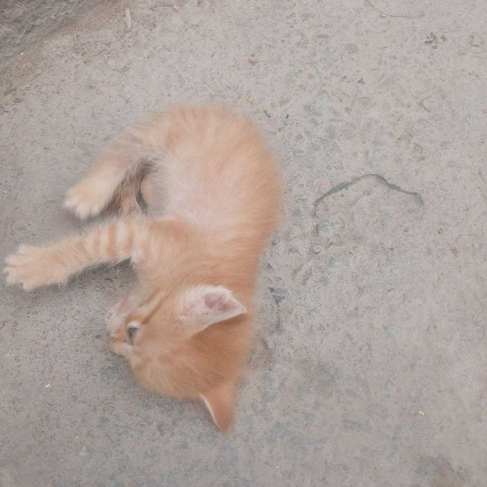 Отдам котят в хорошие руки!