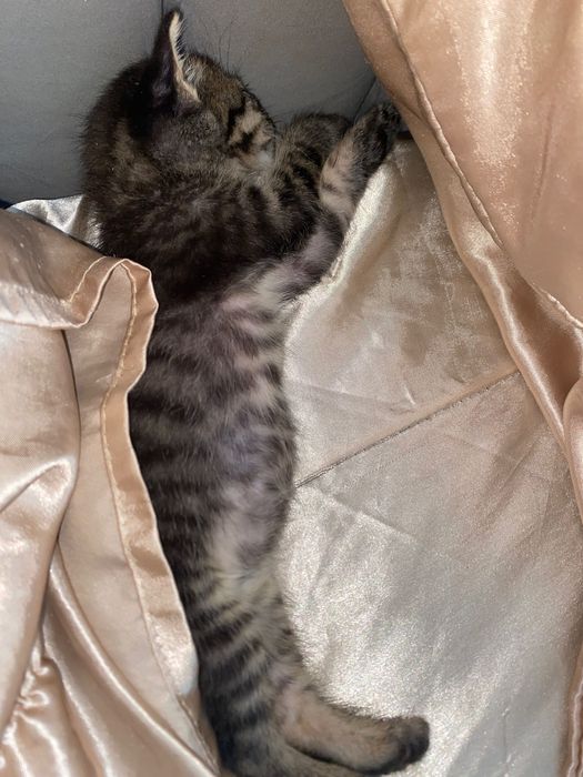 Spre adopție: doi pui de pisică (un motănel și o femelă)