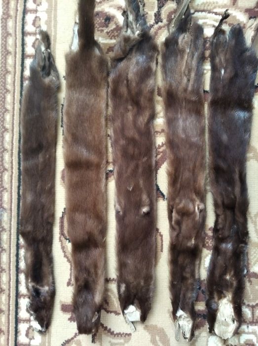 Норка, шкурки новые