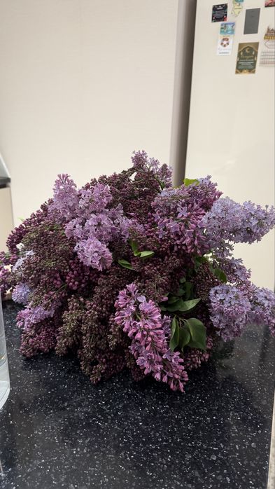 Сирень АПРЕЛЬСКАЯ город Астана