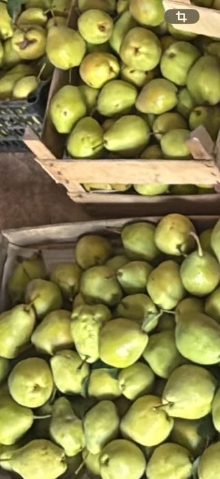 Груша садовая местная