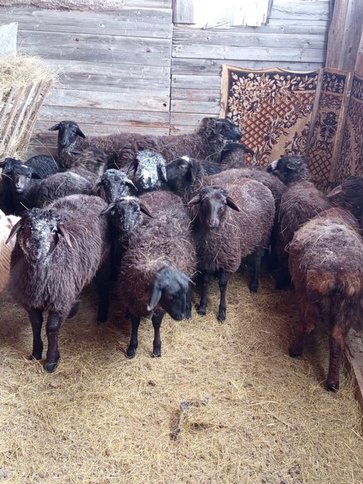 Продам молодых ярочек