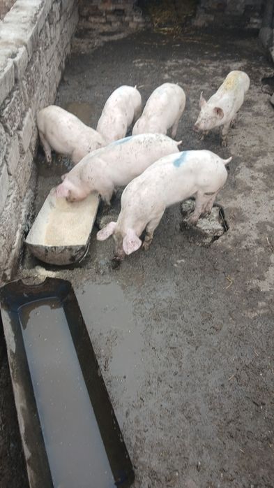 Прасета от 15 до 20 килограма  бройка 100 евро