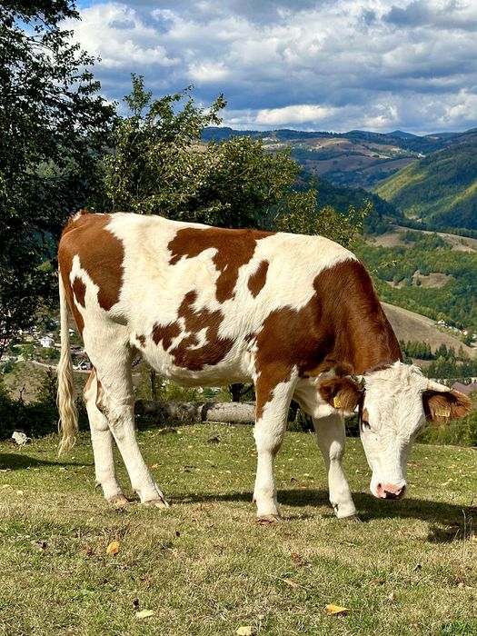 Vând junincă gestantă