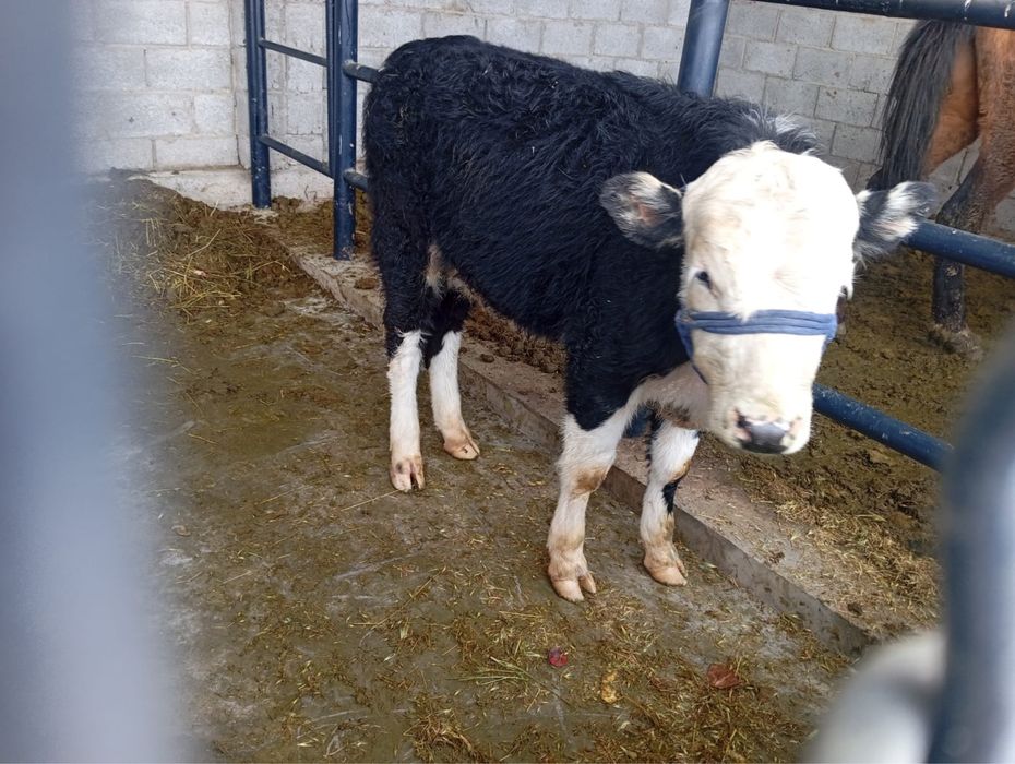 1 жасар букалар сатылады