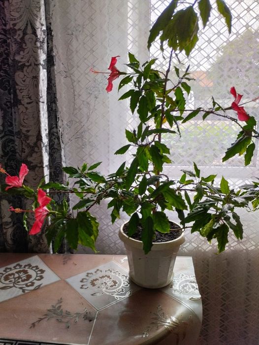 Продам  китайскую розу(гибискус)