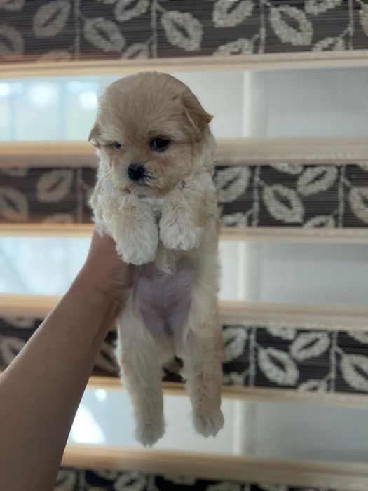 Малыши Мальтипу Ф1