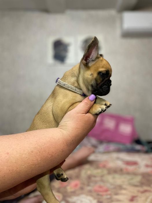 Продам щенков французского бульдога