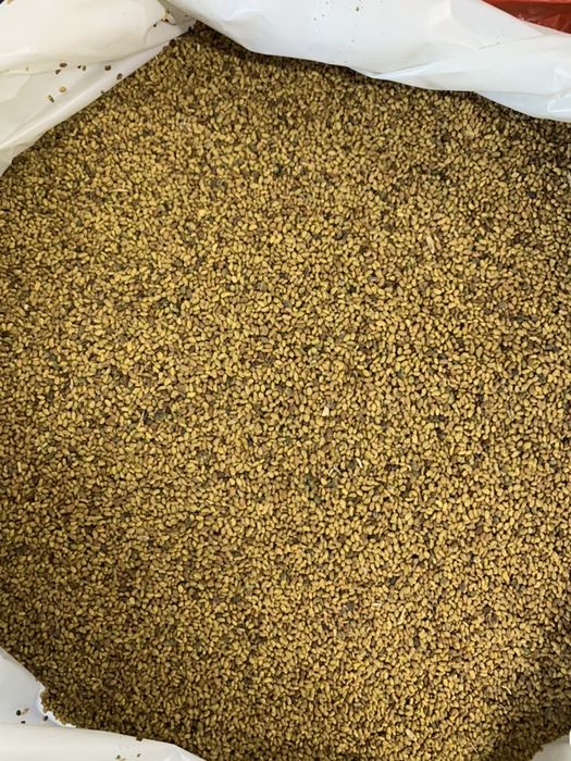 Graunti de pus in pământ arpagic și Lucerna