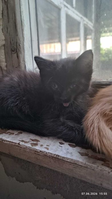 Отдам котят бесплатно