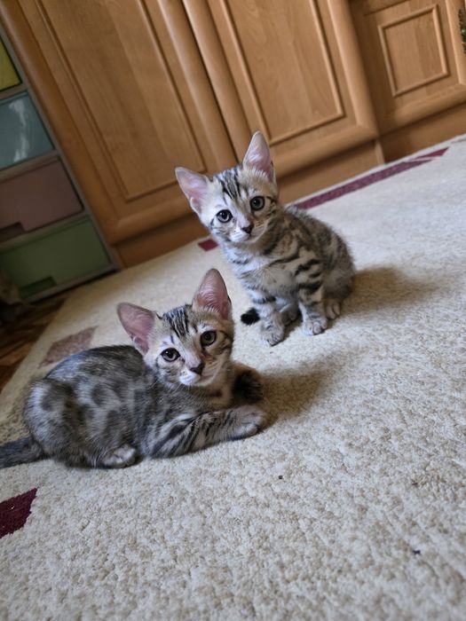 Бенгальские котята