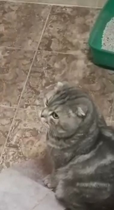 Продам котят шотланой породы.