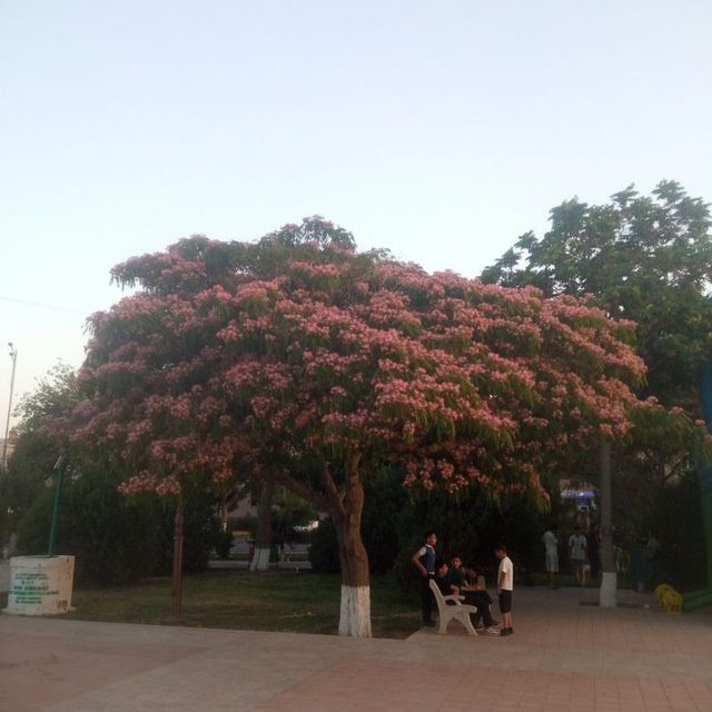 Садовник Дезинфекция хим.оброботка посадку цветов и деревьев