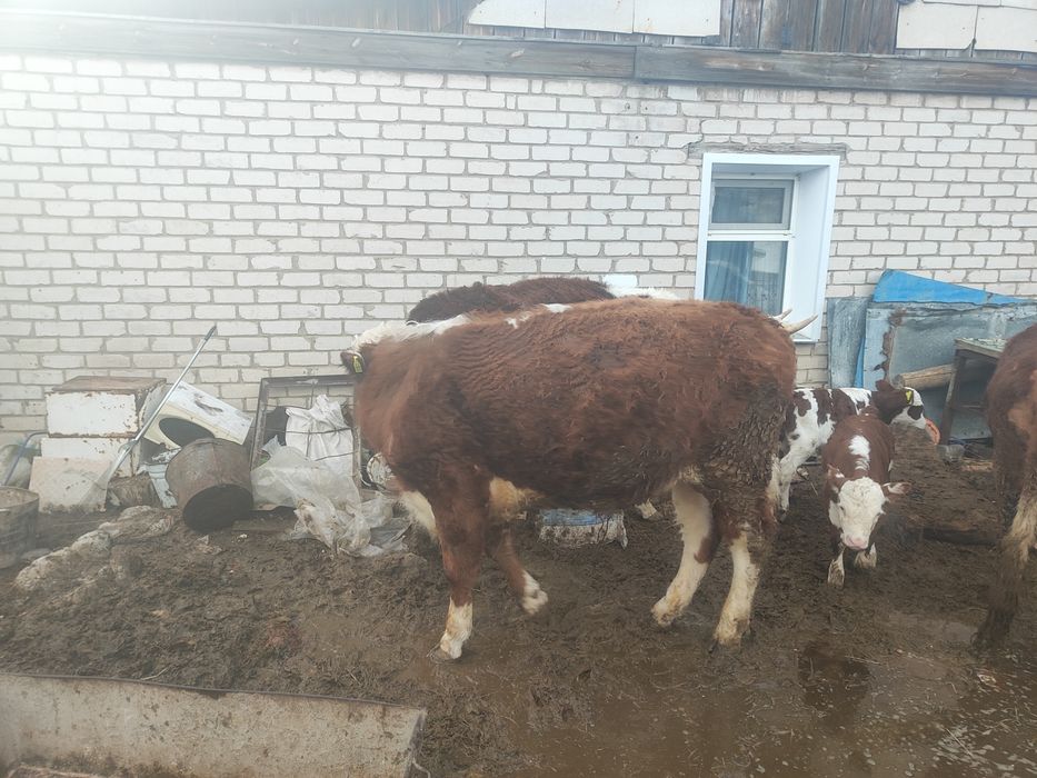 Продам бычка белоголовый возраст 2года