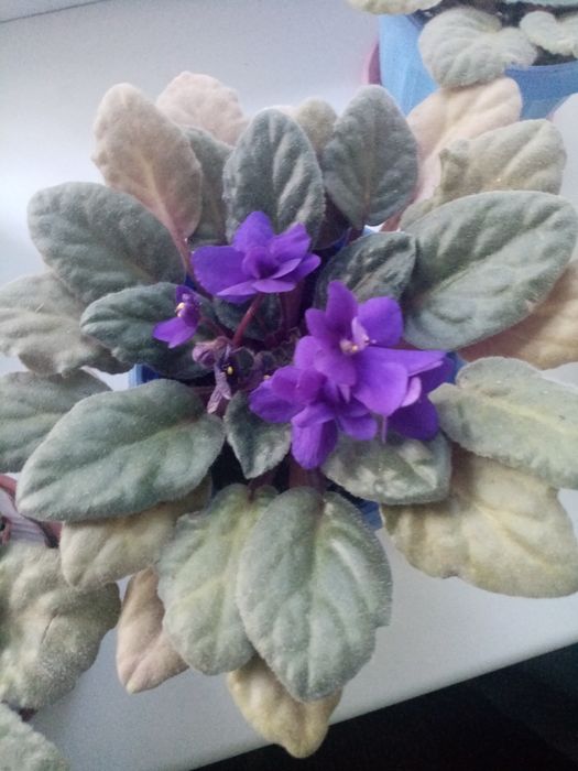 Живые цветы в горшках