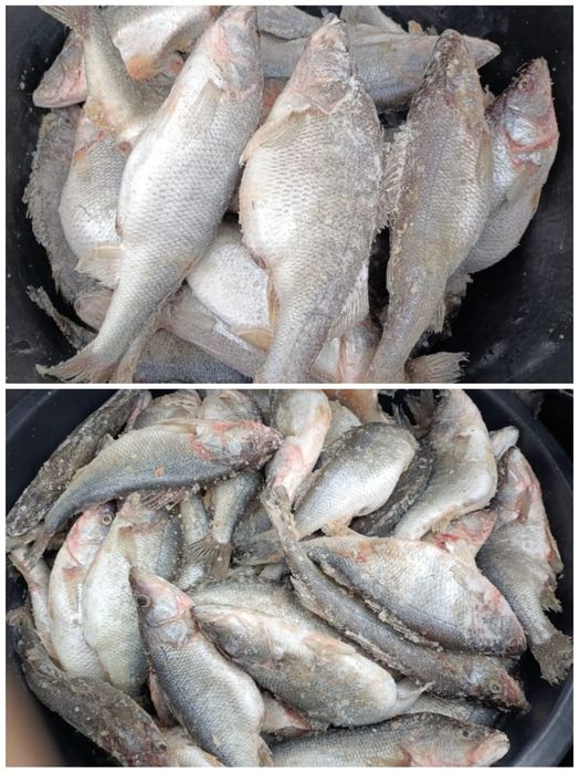 Рыба окунь с Алаколя свежие