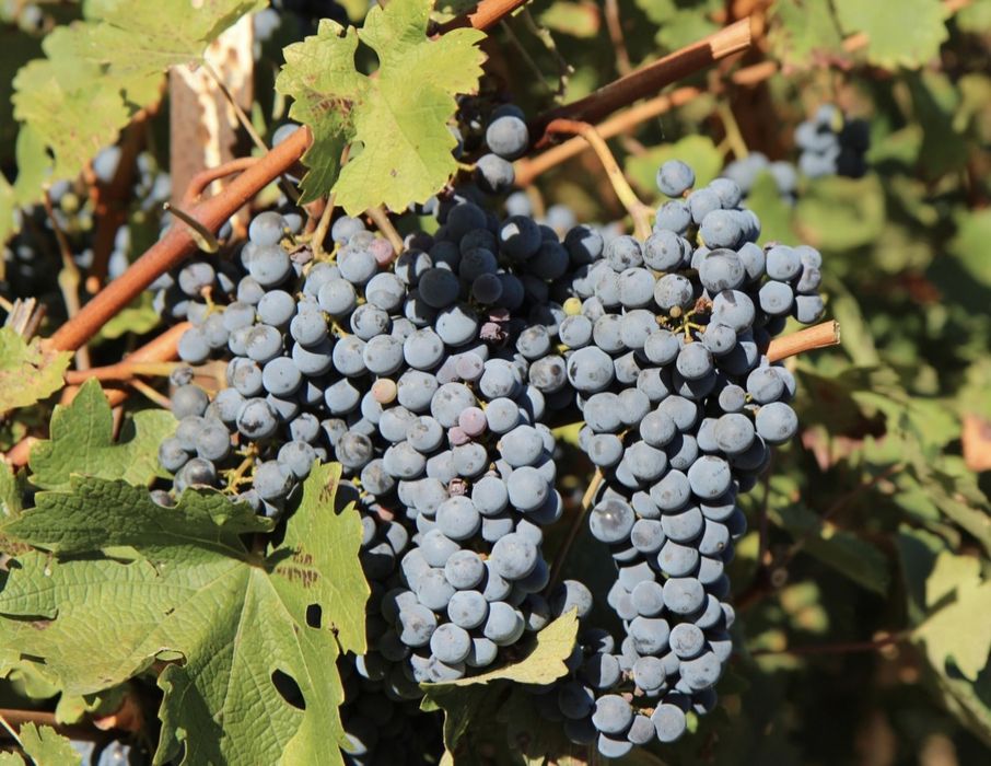 Struguri Merlot Noir