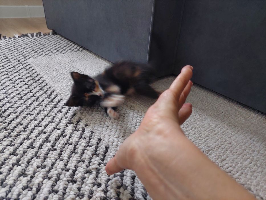 Котенок домашний