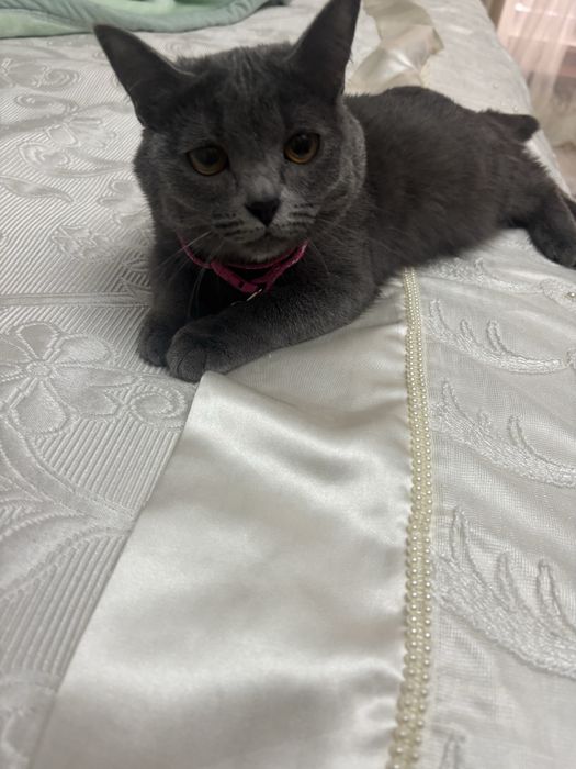 Каяра ищет семью