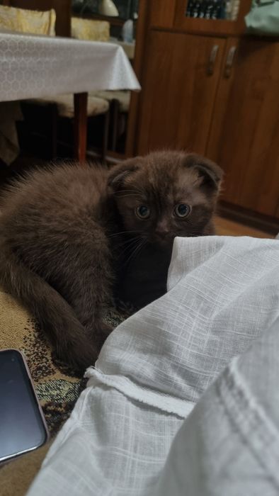 Продается котенок Фолд
