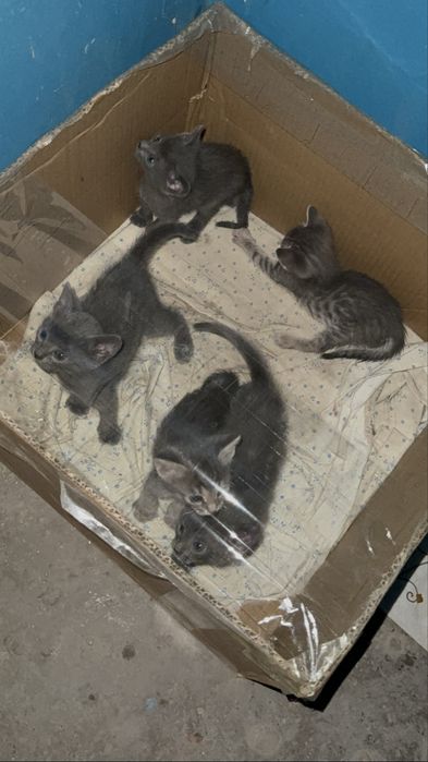 Котята мальчики и девочки