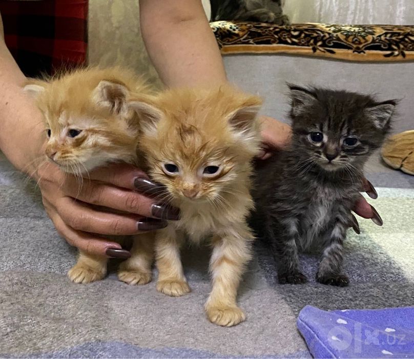 отдам котят в добрые руки