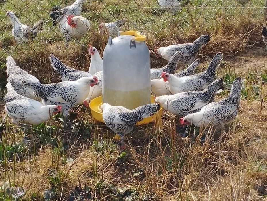 Брезе 4 цвята -Синьо ,бяло златна сьомга и сребърно-свободни яйца  кра