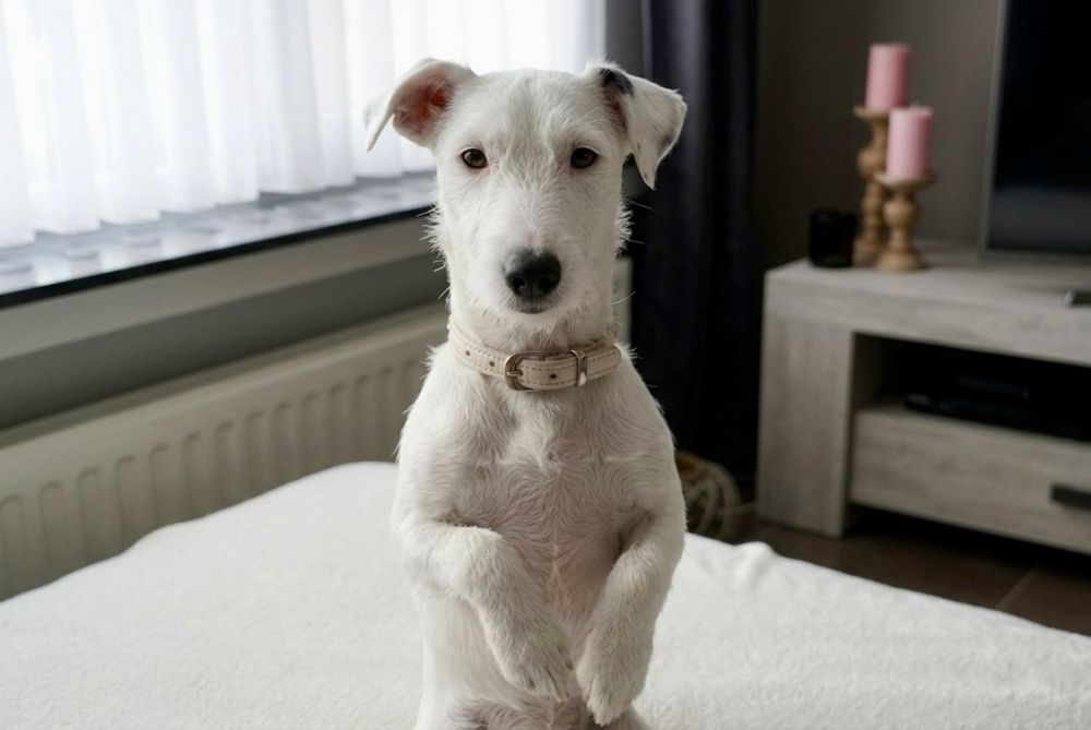 Буля — умная и активная девочка ищет семью