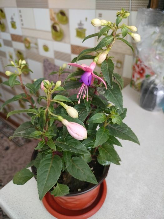 Фуксия цветок продам