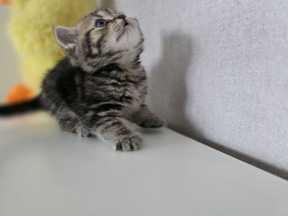 Британские котята