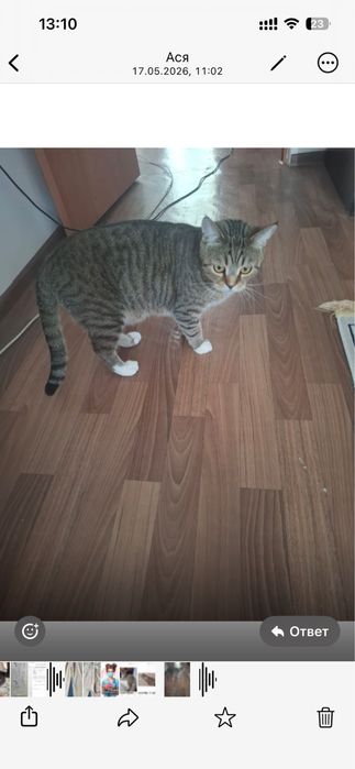 Отдадим кота 2 года беслатно