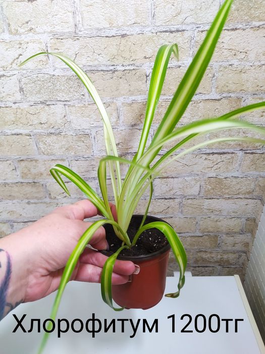 Продам комнатные растения