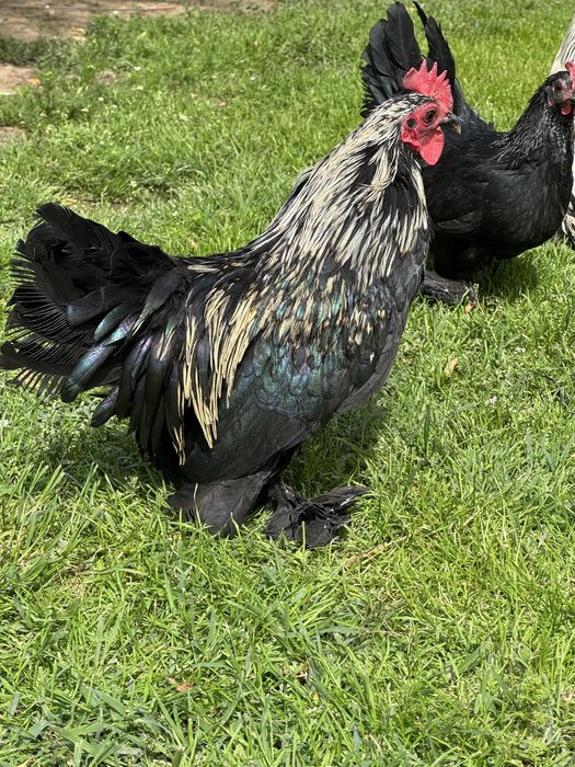 Mii de flori negru cu gat argintiu si auriu