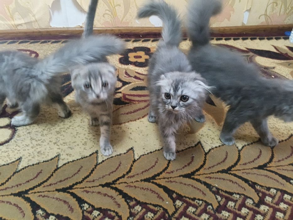 Mushuk sotiladi!