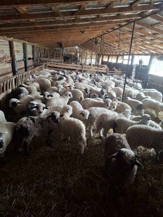 Vand miei pentru Paste