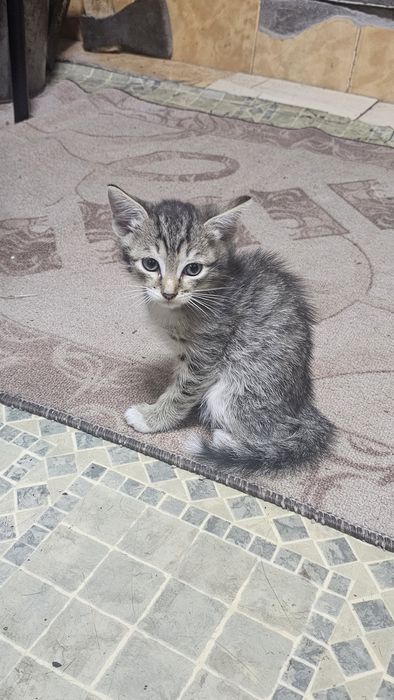 котята крысыловы