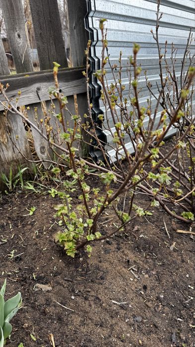 Черная смородина, сортовая