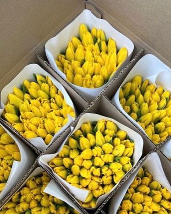 Тюльпаны оптом на 8 марта Алматы