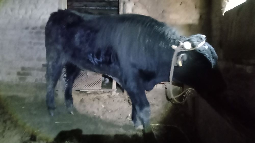 Бука сатылады жагдайын жаксы