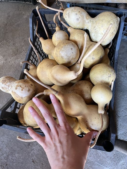 Кратуни различни по големина