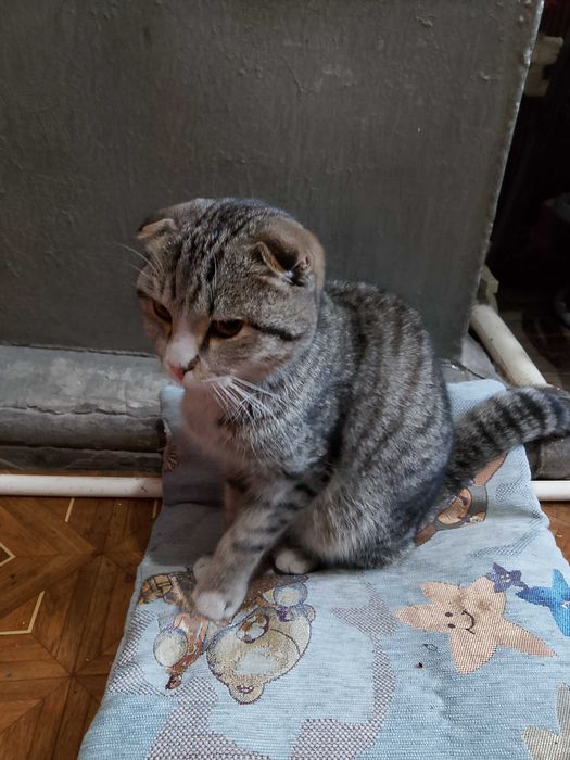 Котик ищет дом . подобрали на улице