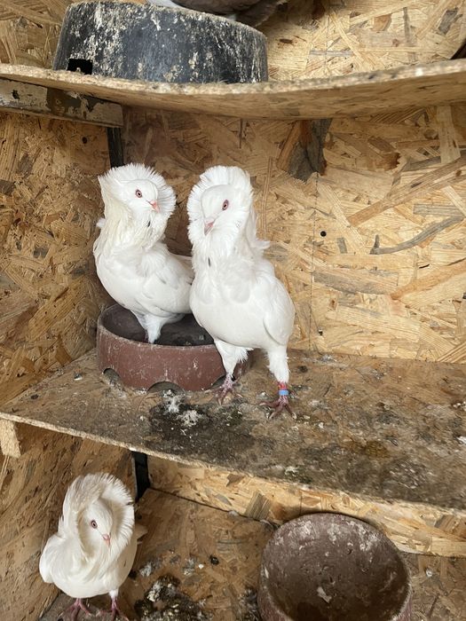 Porumbei de ornament