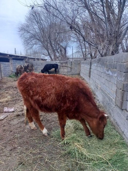 2 жасар 2 қашар сатылады