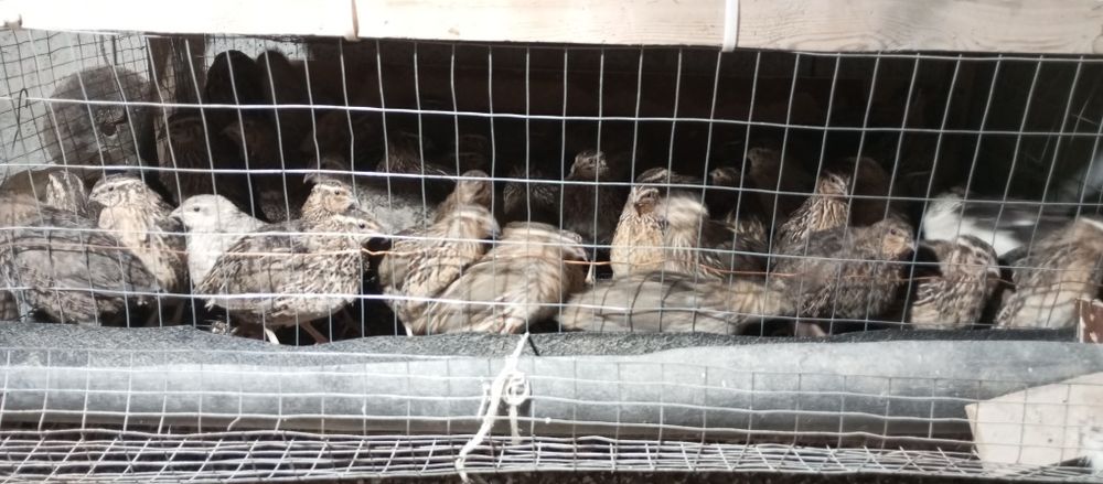 Япон манжур бедана сотилади 35 кунлик